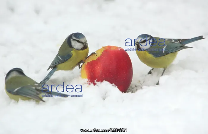 : Blue Tits - Feeding on apple put out for birds : Blue Tits - Feeding on apple put out for birds