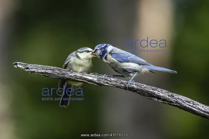 : Blue tits (Parus caerulea), feeding young animals : Blue tits (Parus caerulea), feeding young animals
