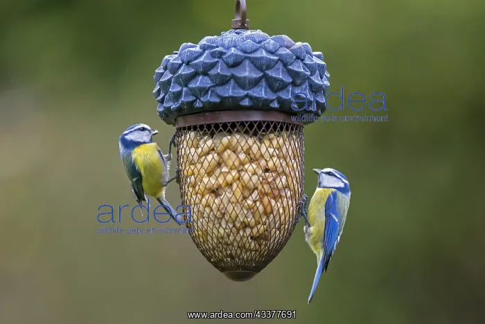 : Two blue tits (Parus caeruleus) eating peanuts from : Two blue tits (Parus caeruleus) eating peanuts from