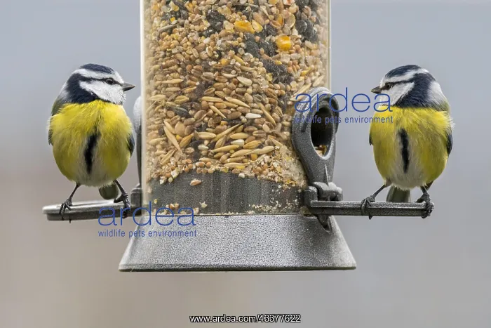 : Two blue tits (Parus caeruleus) eating seed mixture : Two blue tits (Parus caeruleus) eating seed mixture
