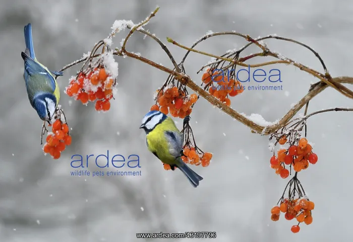 : Blue tits (Parus caeruleus) eating wine-berries : Blue tits (Parus caeruleus) eating wine-berries