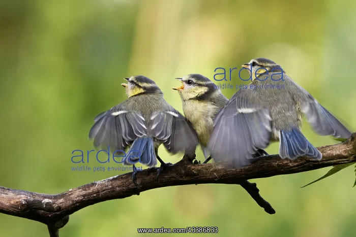 : Blue tits waiting to be fed : Blue tits waiting to be fed