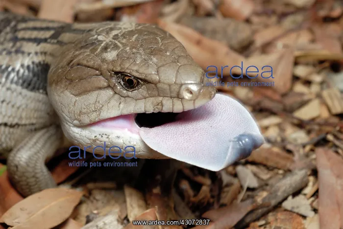 : Blue-tongue Lizard : Blue-tongue Lizard