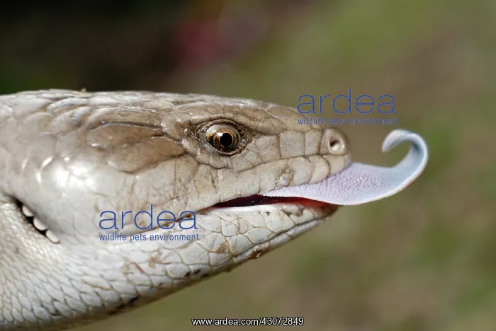 : Blue-tongue Lizard : Blue-tongue Lizard