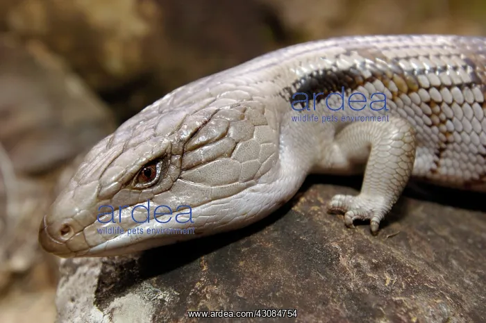 : Blue-tongue Skink (Tiliqua scincoides) : Blue-tongue Skink (Tiliqua scincoides)