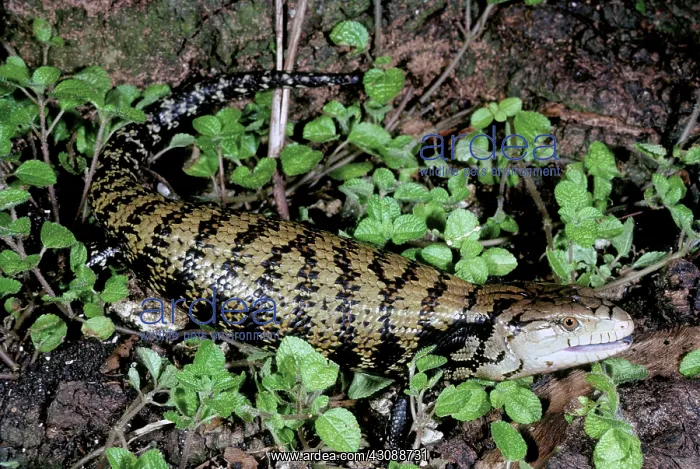 : Blue-tongued Lizard (Tiliqua gigas) : Blue-tongued Lizard (Tiliqua gigas)