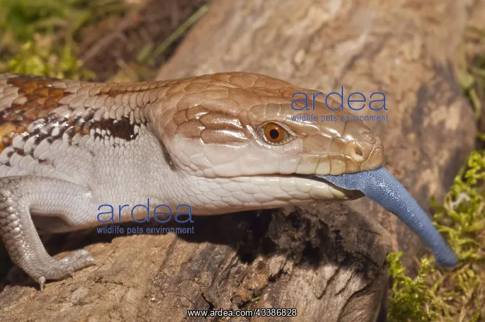 : Blue tongued skink, Tiliqua gigas, native to New : Blue tongued skink, Tiliqua gigas, native to New