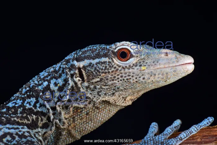 : blue tree monitor (Varanus macraei ), Batanta island : blue tree monitor (Varanus macraei ), Batanta island