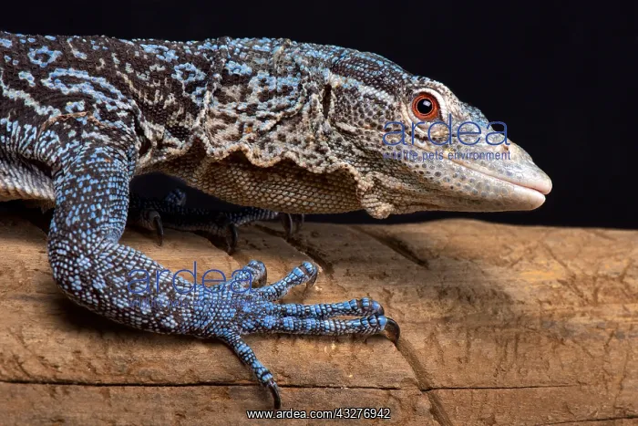: The Blue tree monitor (Varanus macraei) is endemic : The Blue tree monitor (Varanus macraei) is endemic