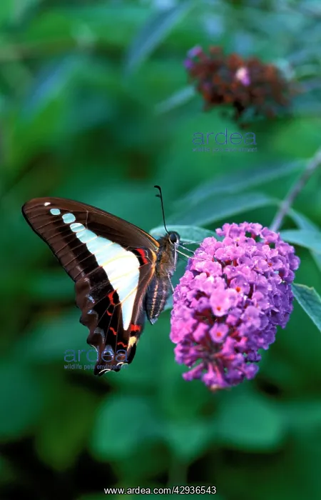 : Blue triangle butterfly - on Butterfly bush (Buddleia : Blue triangle butterfly - on Butterfly bush (Buddleia