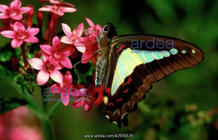 : Blue triangle butterfly - on flower (Pentas lanceolata) : Blue triangle butterfly - on flower (Pentas lanceolata)