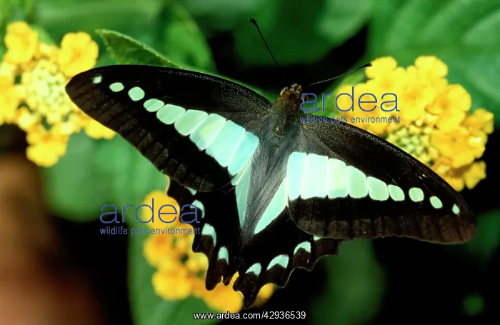 : Blue triangle butterfly - on yellow Lantana (Lantana sp.) : Blue triangle butterfly - on yellow Lantana (Lantana sp.)