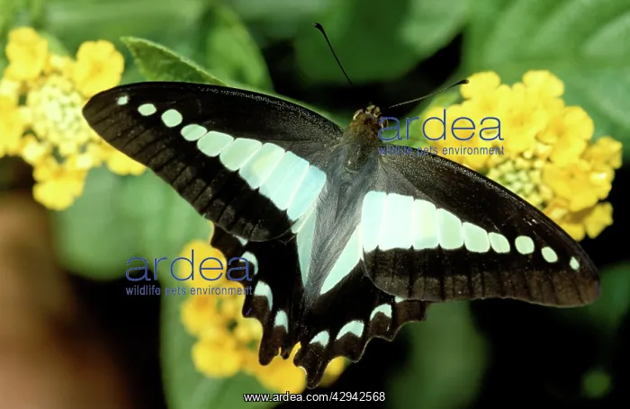  : Blue Triangle Butterfly - on yellow Lantana, wings