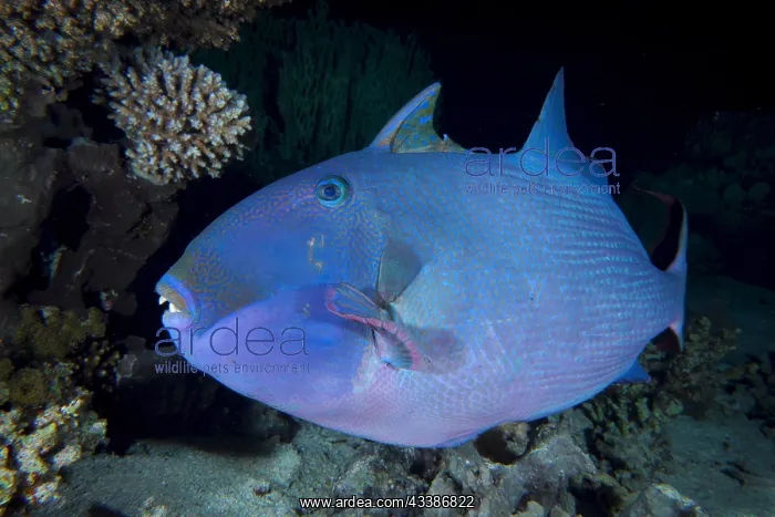 : Blue triggerfish (Pseudobalistes fuscus) at nigh : Blue triggerfish (Pseudobalistes fuscus) at nigh