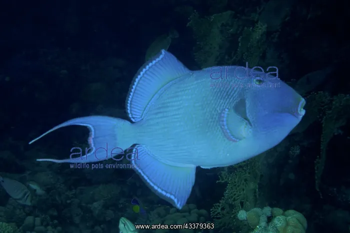 : Blue triggerfish (Pseudobalistes fuscus) at night : Blue triggerfish (Pseudobalistes fuscus) at night