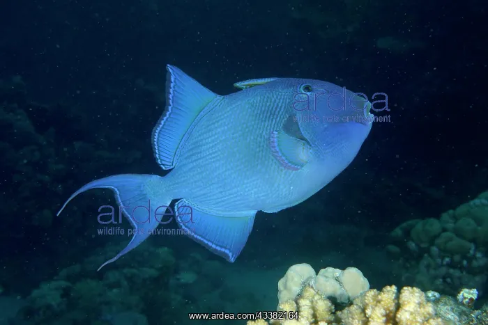 : Blue triggerfish (Pseudobalistes fuscus) at night : Blue triggerfish (Pseudobalistes fuscus) at night