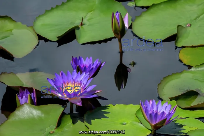 : Blue tropical water lily : Blue tropical water lily