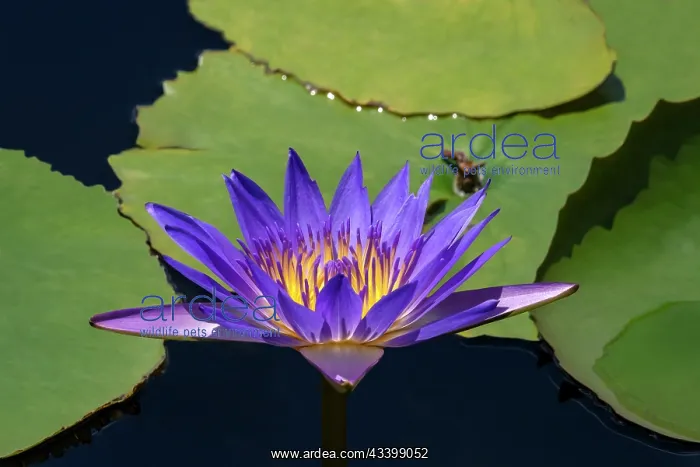 : Blue tropical water lily : Blue tropical water lily