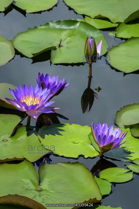 : Blue tropical water lily : Blue tropical water lily