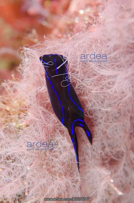  : Blue Velvet Headshield Slug