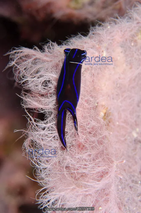 : Blue Velvet Headshield Slug : Blue Velvet Headshield Slug