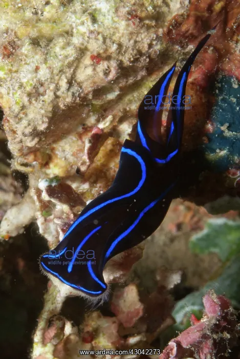  : Blue Velvet Headshield Slug