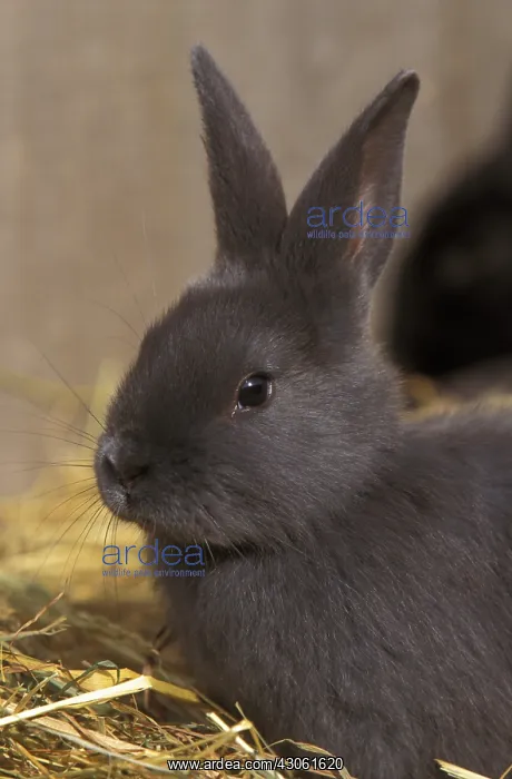 : Blue Vienna Rabbit : Blue Vienna Rabbit
