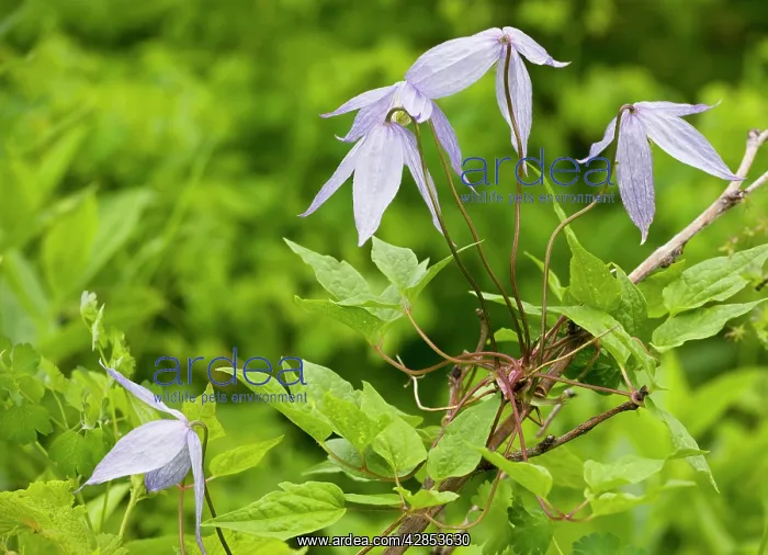  : Blue Virgin's Bower  /  Blue Clematis