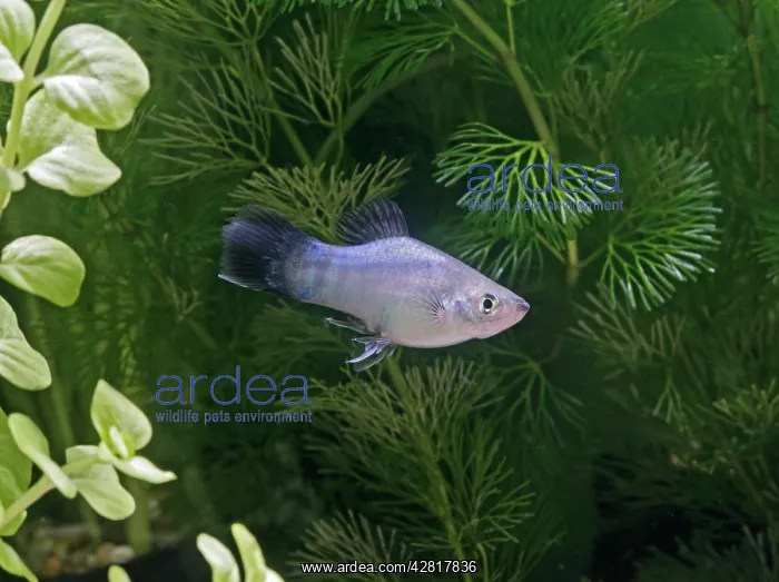 : Blue wagtail platy - side view by weeds : Blue wagtail platy - side view by weeds