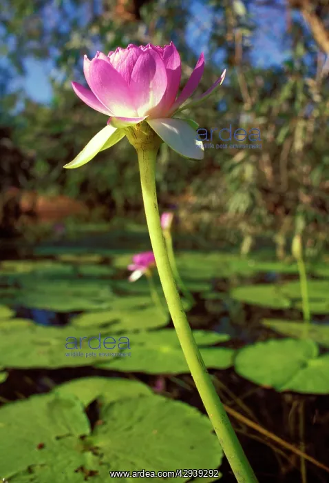 : Blue water lily (Nymphaea violacea). North Kimberley : Blue water lily (Nymphaea violacea). North Kimberley