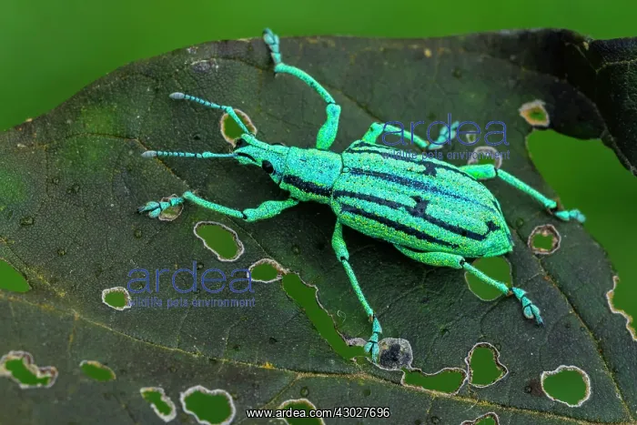 : Blue Weevil, beetle, Las Tangaras Bird Reserve : Blue Weevil, beetle, Las Tangaras Bird Reserve