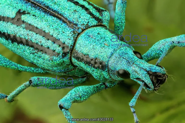 : Blue Weevil, beetle, Las Tangaras Bird Reserve : Blue Weevil, beetle, Las Tangaras Bird Reserve