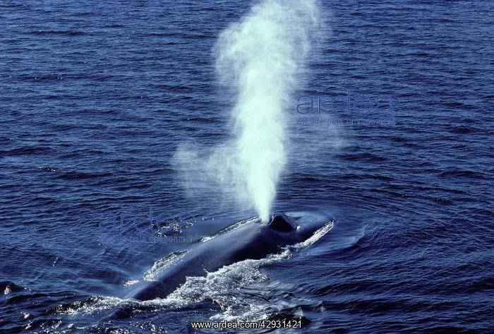 : Blue whale : Blue whale