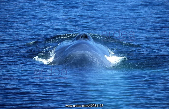 : Blue whale : Blue whale