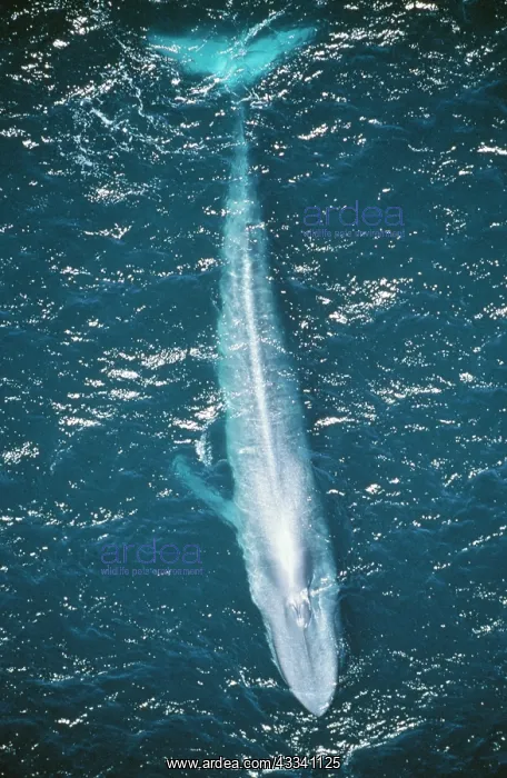  : Blue WHALE
