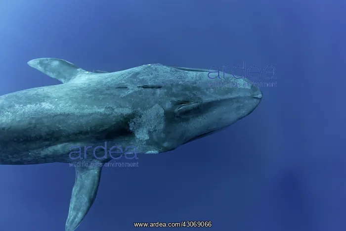 : Blue whale Balaenoptera musculus brevicauda is the : Blue whale Balaenoptera musculus brevicauda is the