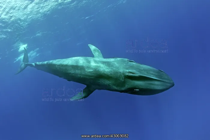 : Blue whale Balaenoptera musculus brevicauda is the : Blue whale Balaenoptera musculus brevicauda is the