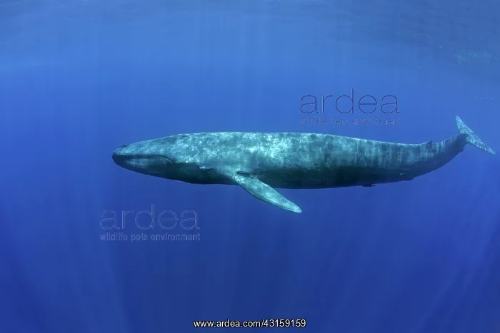 : Blue whale Balaenoptera musculus brevicauda is the : Blue whale Balaenoptera musculus brevicauda is the