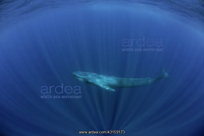  : Blue whale Balaenoptera musculus brevicauda is the
