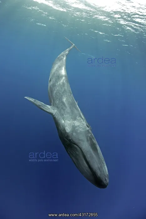 : Blue whale Balaenoptera musculus brevicauda is the : Blue whale Balaenoptera musculus brevicauda is the