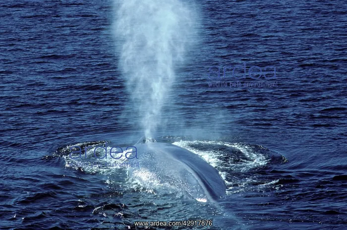 : Blue Whale - Blowing : Blue Whale - Blowing