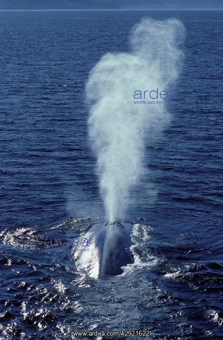 : Blue whale - blowing : Blue whale - blowing