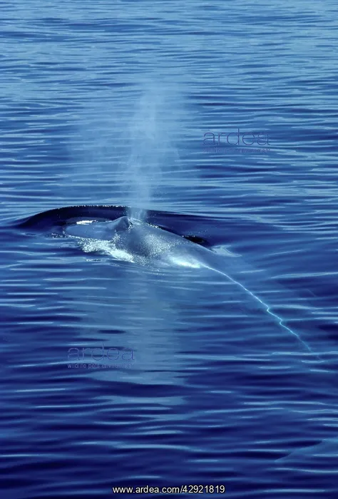 : BLUE WHALE - BLOWING : BLUE WHALE - BLOWING