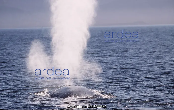 : BLUE WHALE - Blowing : BLUE WHALE - Blowing