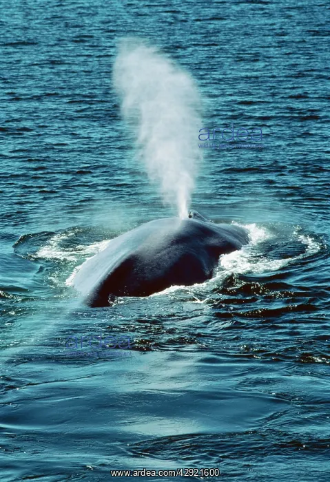  : Blue WHALE - blowing at surface
