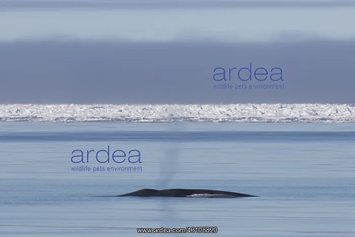 : Blue Whale - blowing at the surfacel - Svalbard, Norway : Blue Whale - blowing at the surfacel - Svalbard, Norway