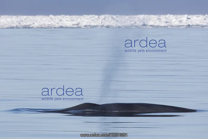 : Blue Whale - blowing at the surfacel - Svalbard, Norway : Blue Whale - blowing at the surfacel - Svalbard, Norway