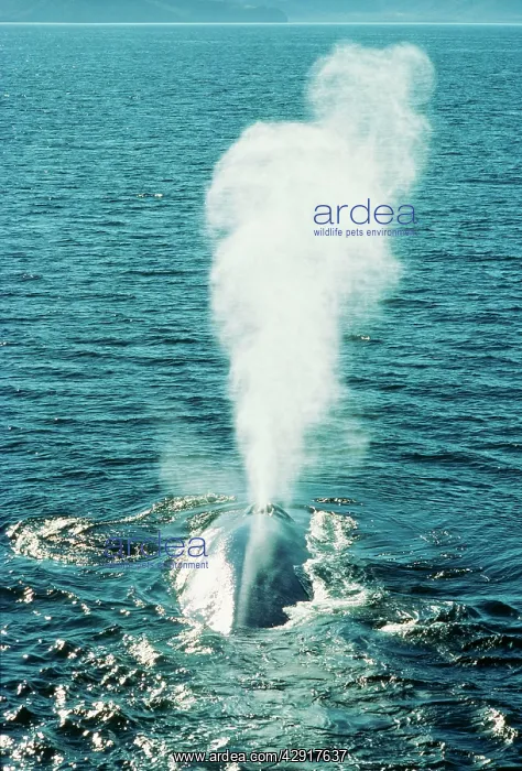 : BLUE WHALE - blowing water : BLUE WHALE - blowing water