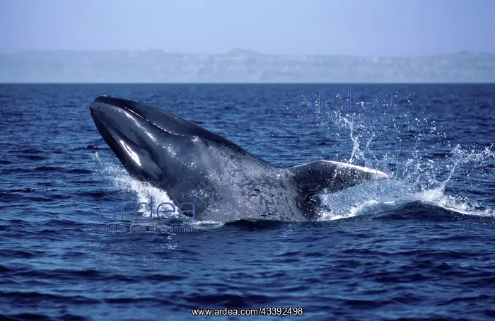 : Blue WHALE - calf breaching : Blue WHALE - calf breaching