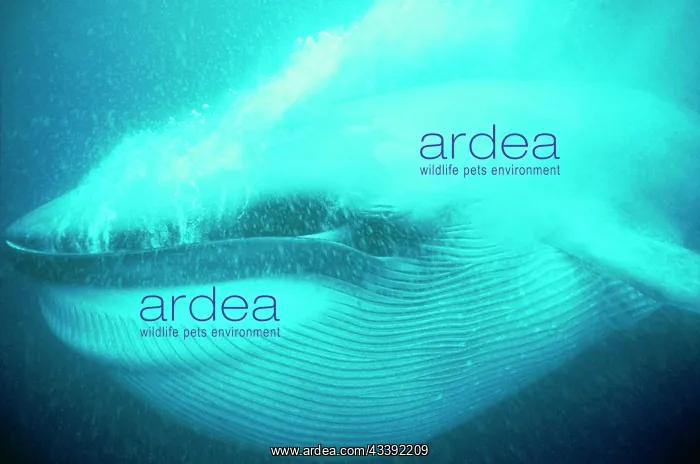: Blue WHALE - close-up of gulp feeding, pleats full : Blue WHALE - close-up of gulp feeding, pleats full